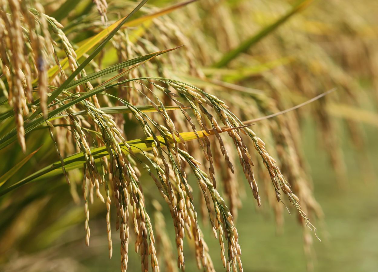 Leilão de arroz fortalece apoio ao produtor gaúcho
