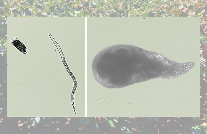 Meloidogyne enterolobii parasitando algodão no Brasil