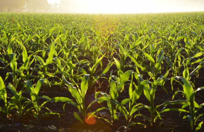Rains should stabilize corn productivity in the Cocamar regions of Paraná