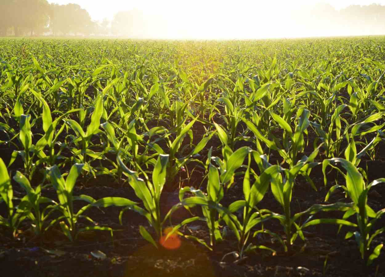 Chuvas devem estabilizar produtividade de milho nas regiões da Cocamar no Paraná