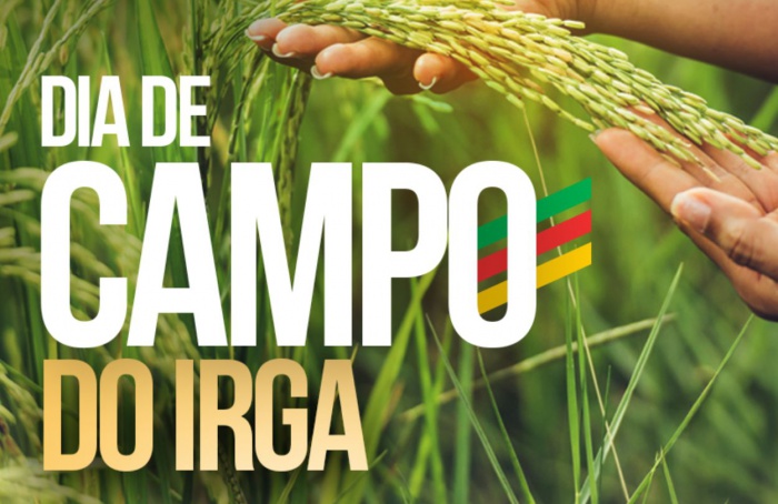 Irga-RS realiza Dia de Campo com foco na qualidade do arroz