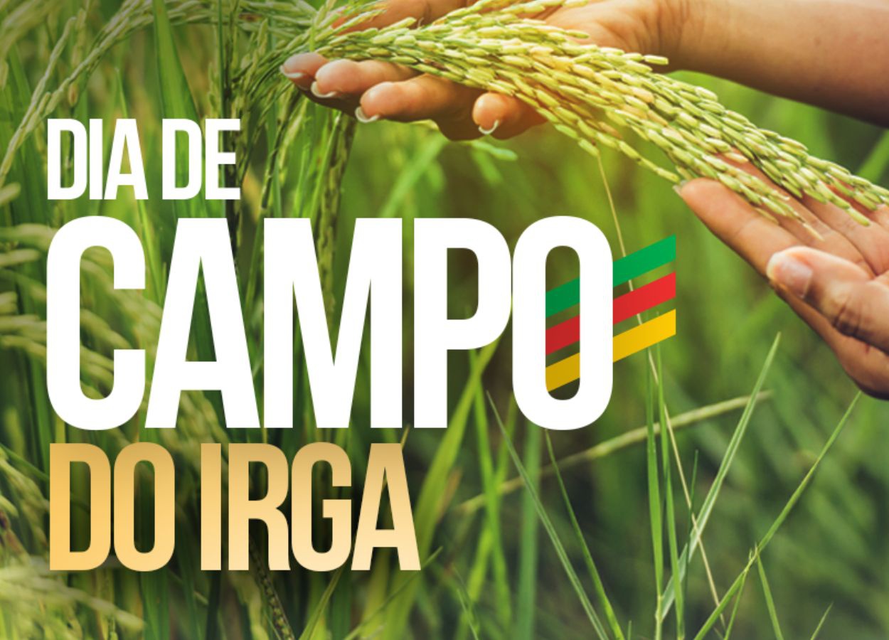 Irga-RS realiza Dia de Campo com foco na qualidade do arroz
