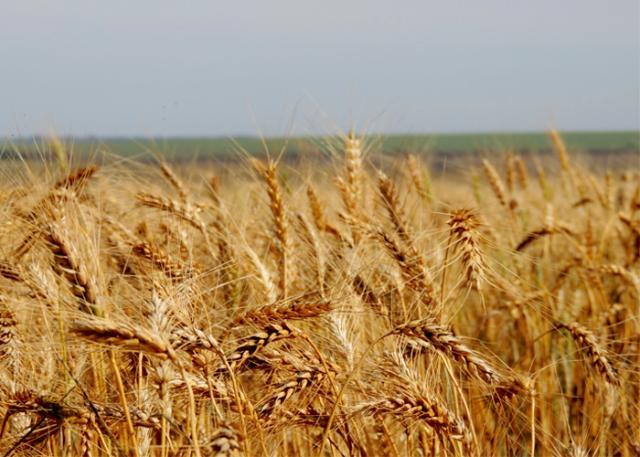 Brasil é capaz de produzir além de sua demanda doméstica de trigo