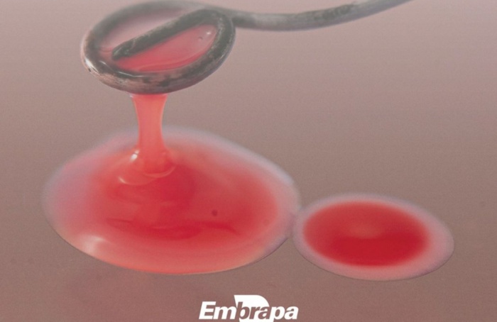 Embrapa Soja lança manual sobre bioinsumos sustentáveis