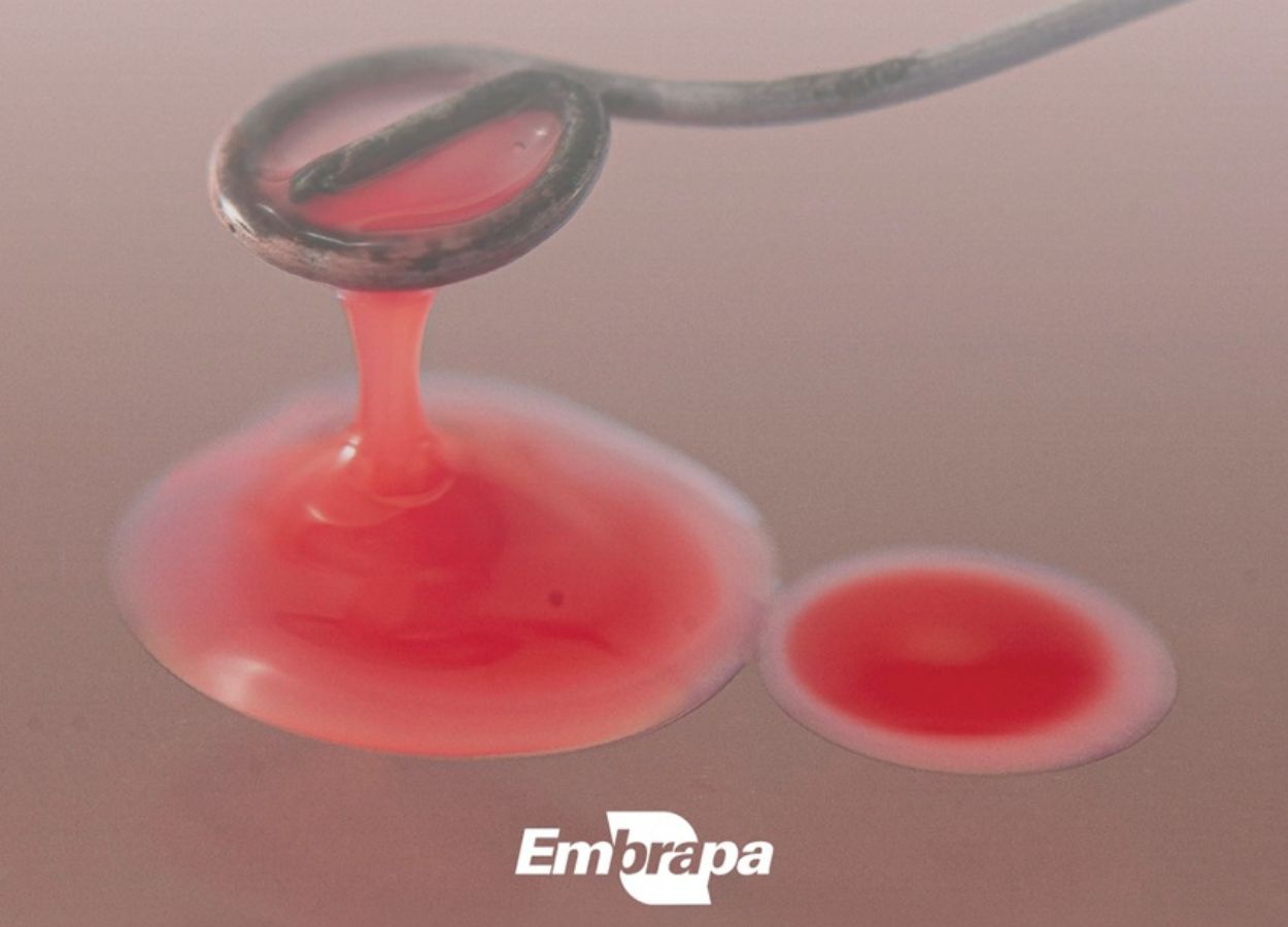 Publicação traz diretrizes para uso e conservação microbiana