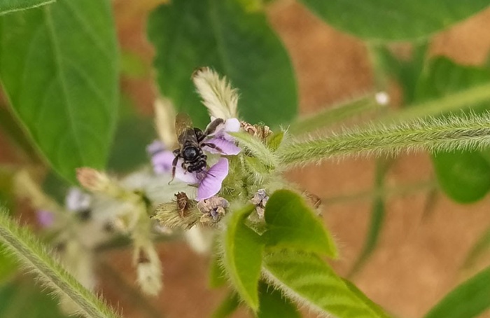 Pesquisa indica 27 novos registros de abelhas nativas na soja