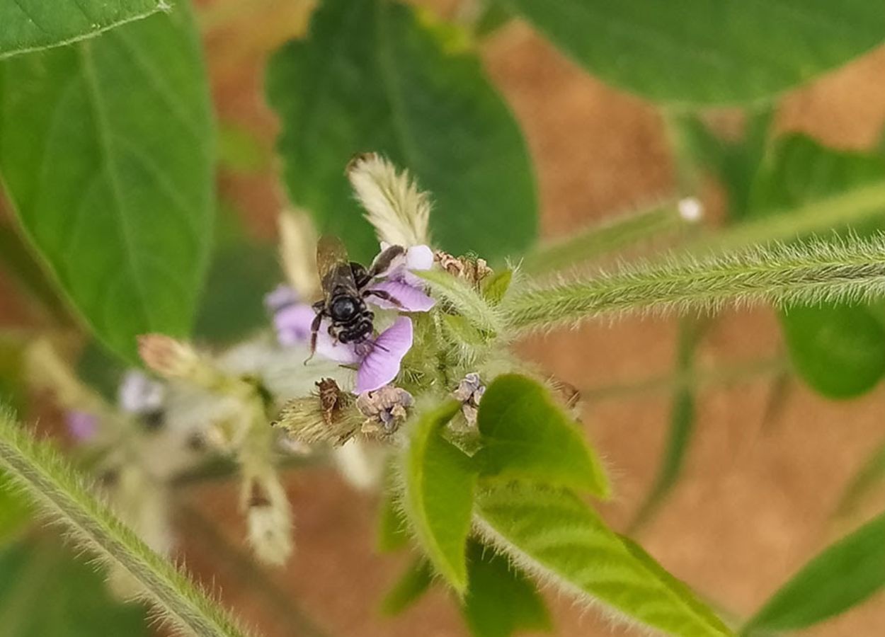 Pesquisa indica 27 novos registros de abelhas nativas na soja
