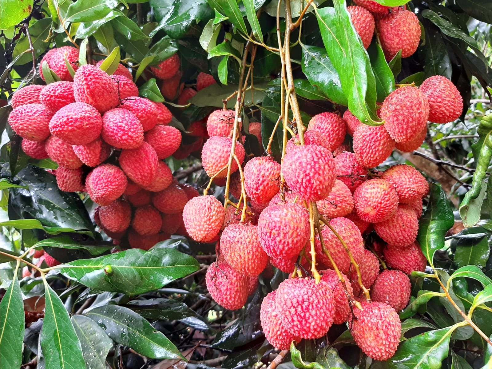 Cinco frutas produzidas no Paraná conquistam certificação internacional para exportação
