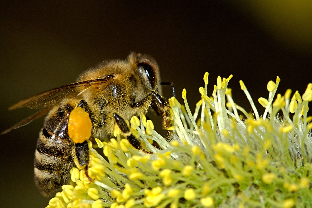 Mapa lança manual inédito sobre doença das abelhas