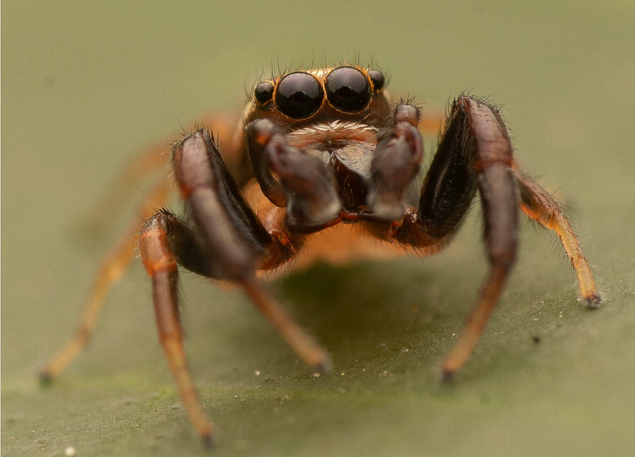 Foto:&nbsp;Andrès Costa / iNaturalist - CC BY-NC 40