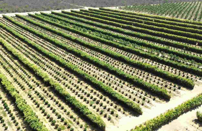 Barra, na Bahia, sedia I Seminário da Fruticultura Irrigada em outubro