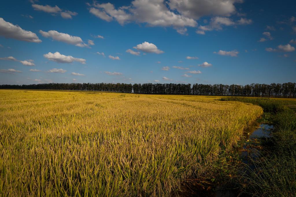 Concluída colheita do arroz no RS