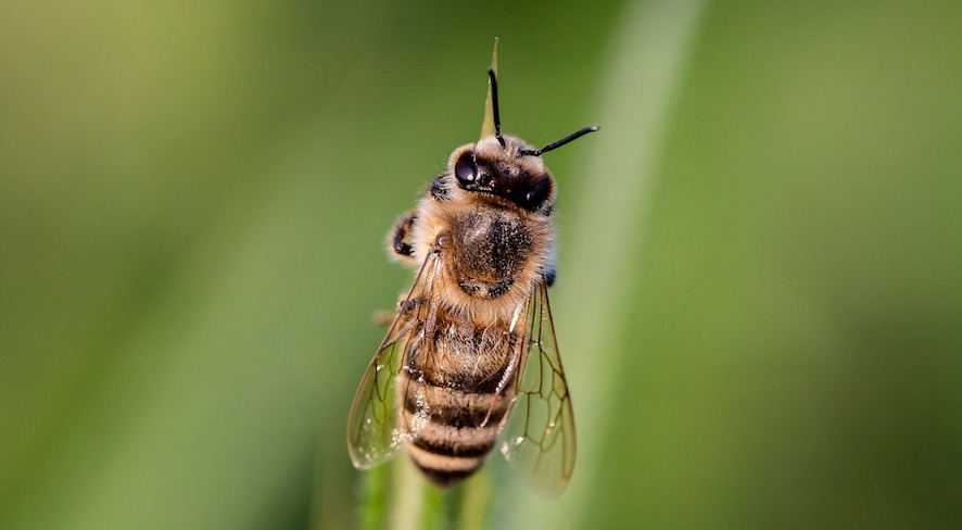 Nutrientes do solo afetam a atratividade das plantas aos polinizadores