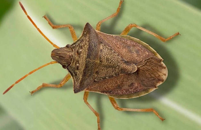 Fungo muda odor do milho e atrai parasitoide de percevejo