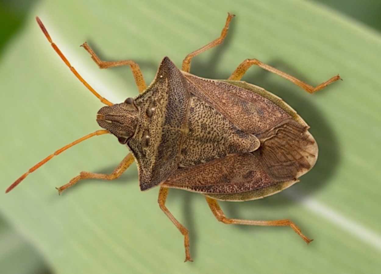 Fungo muda odor do milho e atrai parasitoide de percevejo
