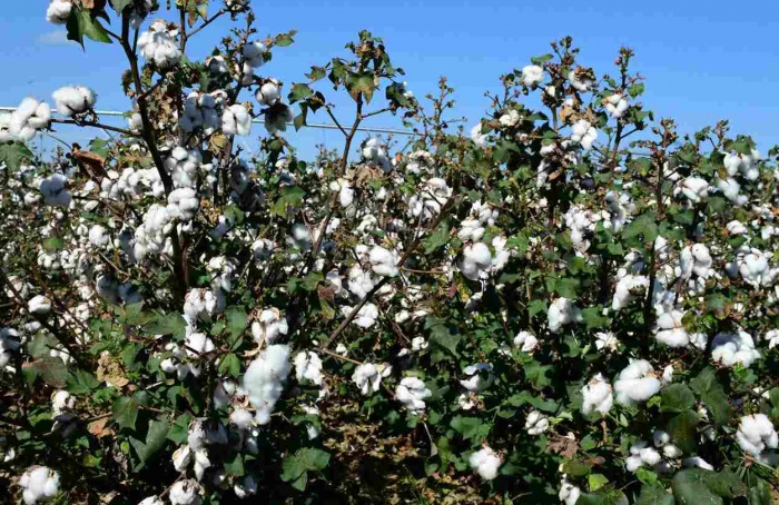 Dia de campo ocorre em área de algodão com o DNA da Unoeste