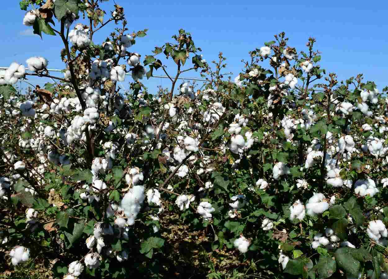 Field day takes place in a cotton area with Unoeste’s DNA