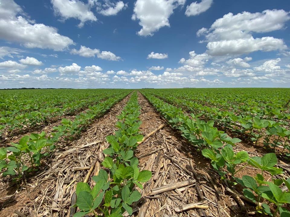 Agricultores apontam os principais resultados obtidos na PlantUP