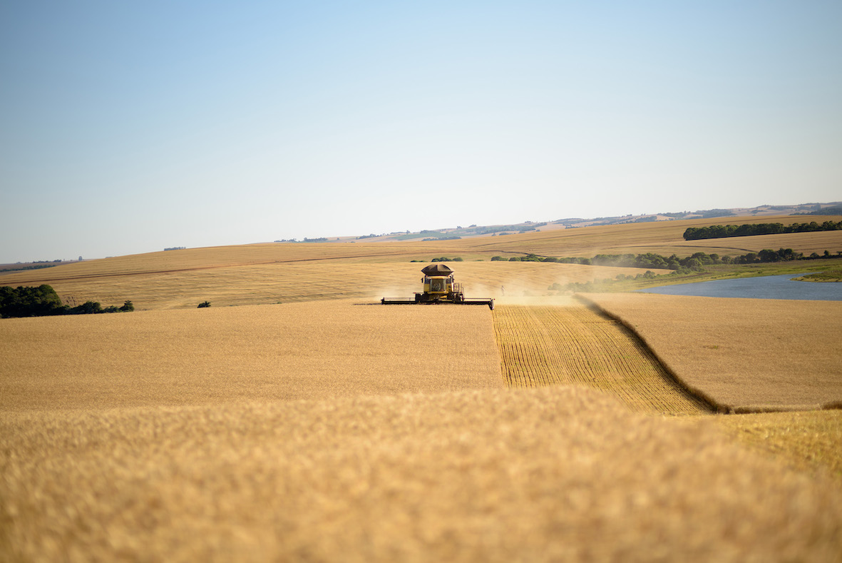 Em uma safra de cenários diversos, produção nacional de trigo bate recorde