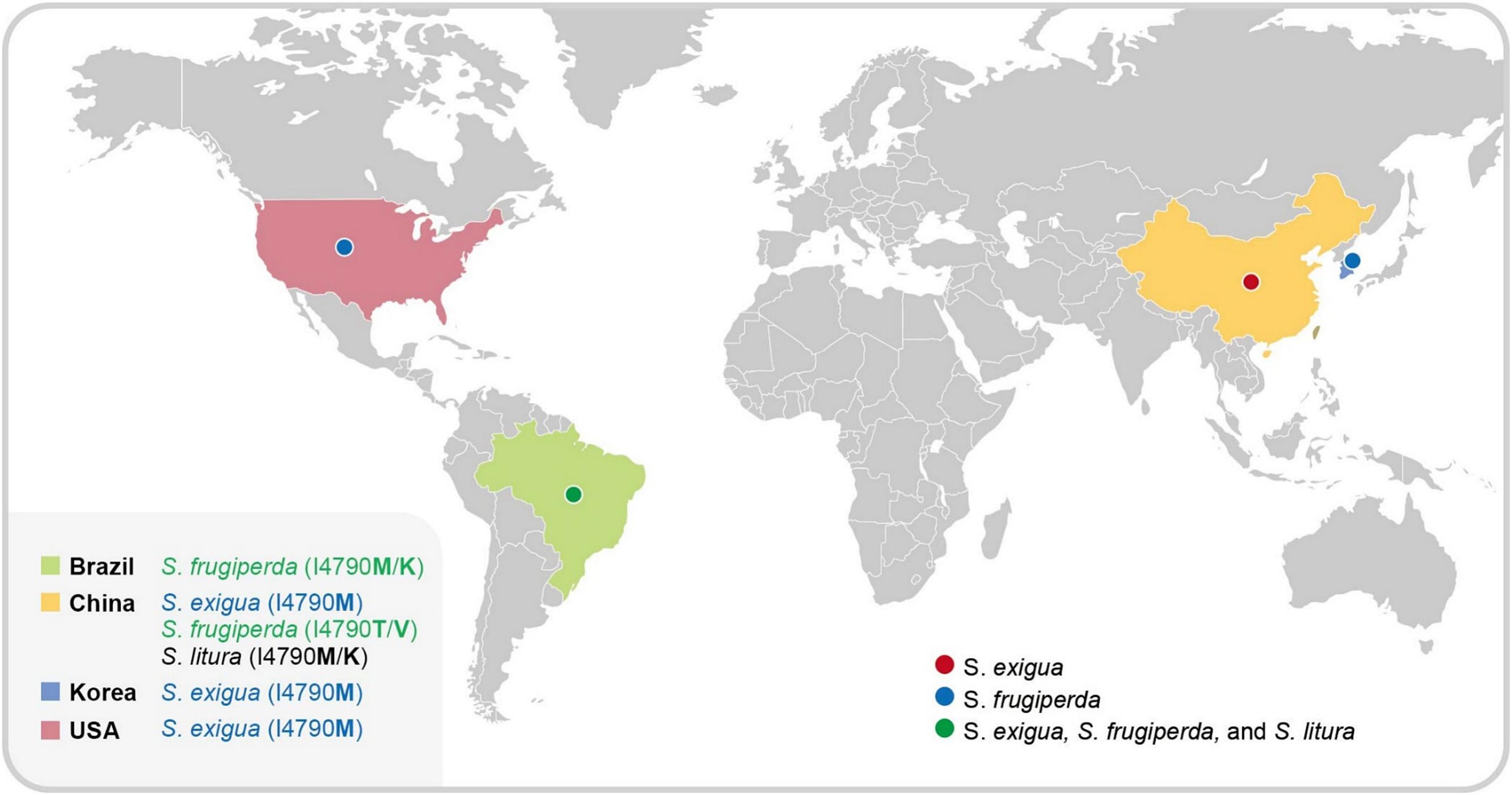 Distribuição global das três espécies de <i>Spodoptera</i> com mutações RyR detectadas associadas à resistência à diamida. Os países estão codificados por cores para refletir suas respectivas regiões ou fontes de estudo, facilitando a diferenciação visual dos padrões geográficos de surgimento de resistência -&nbsp;doi.org/10.1016/j.pestbp.2025.106629