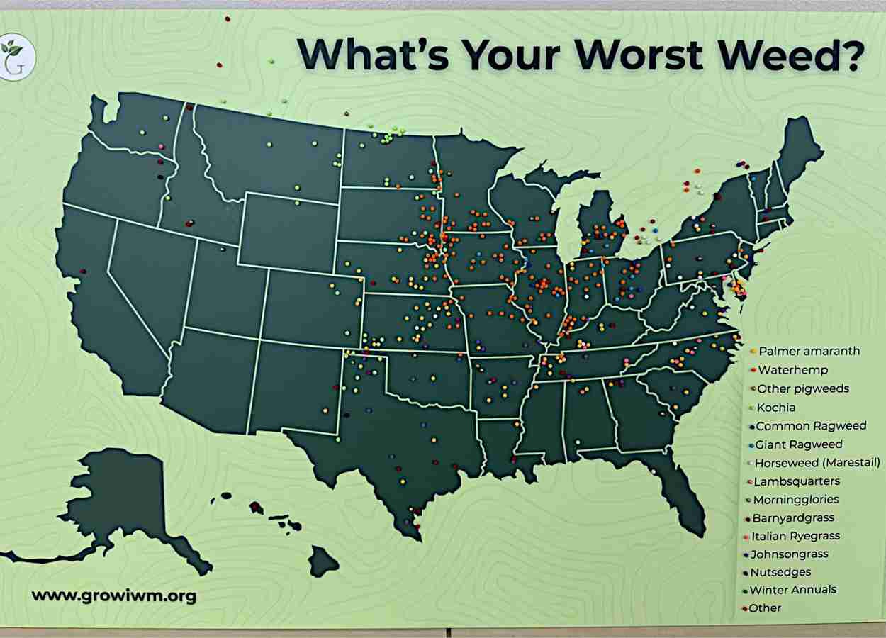 Amaranthus tuberculatus lidera ranking de pior daninha nos EUA