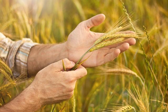 Coopavel promove dia de campo sobre cultura do trigo no Sudoeste