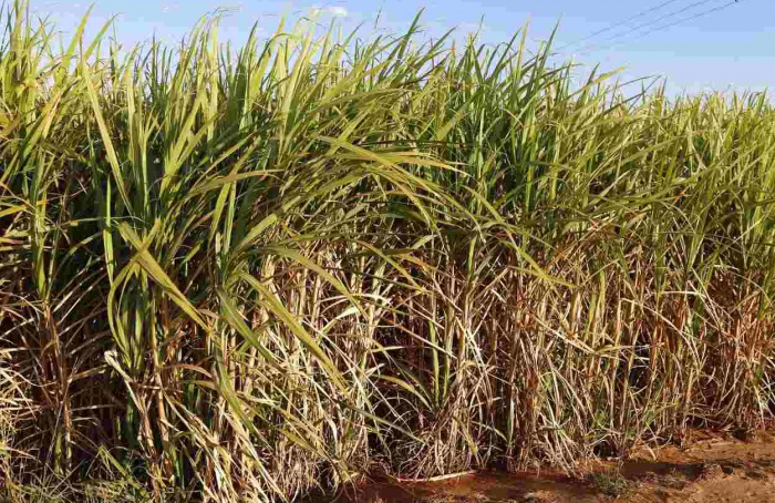 PR Safra 2024/25: produção de cana deve crescer no estado