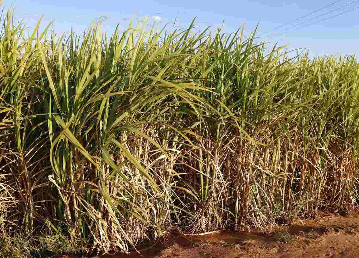 PR Safra 2024/25: produção de cana deve crescer no estado