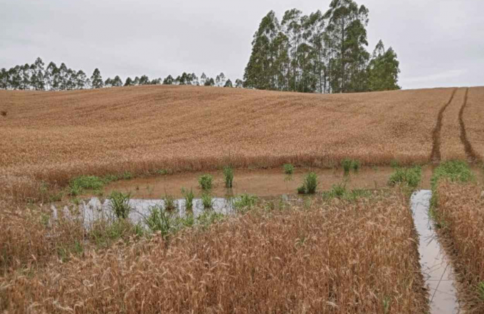 Produção de trigo em SC tem redução estimada em 28%