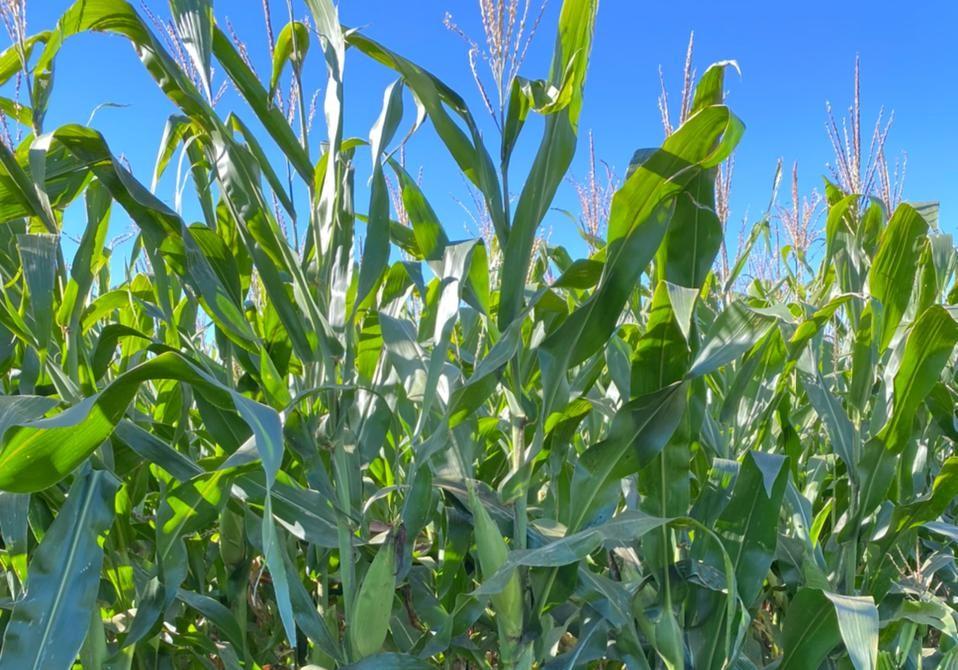 Agricultor de Mato Grosso do Sul mantém produtividade do milho mesmo com seca