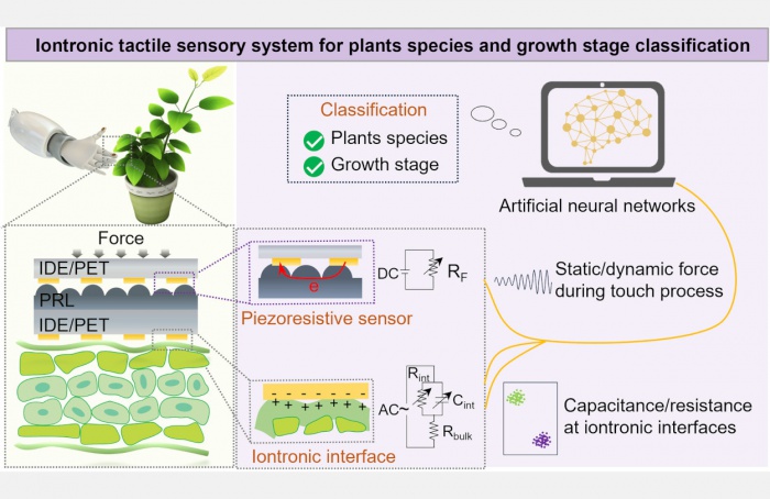 Robô utiliza sensibilidade tátil para identificar plantas