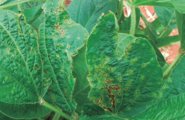 Bacterial pustule on soybeans (caused by Xanthomonas axonopodis)