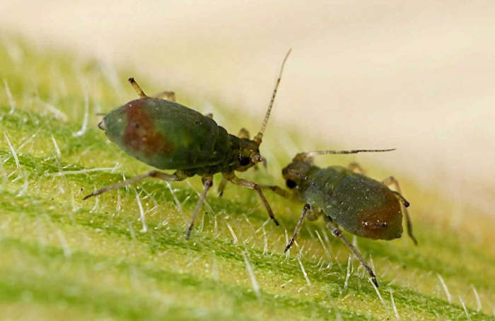 Trigo domesticado altera controle biológico de pulgões