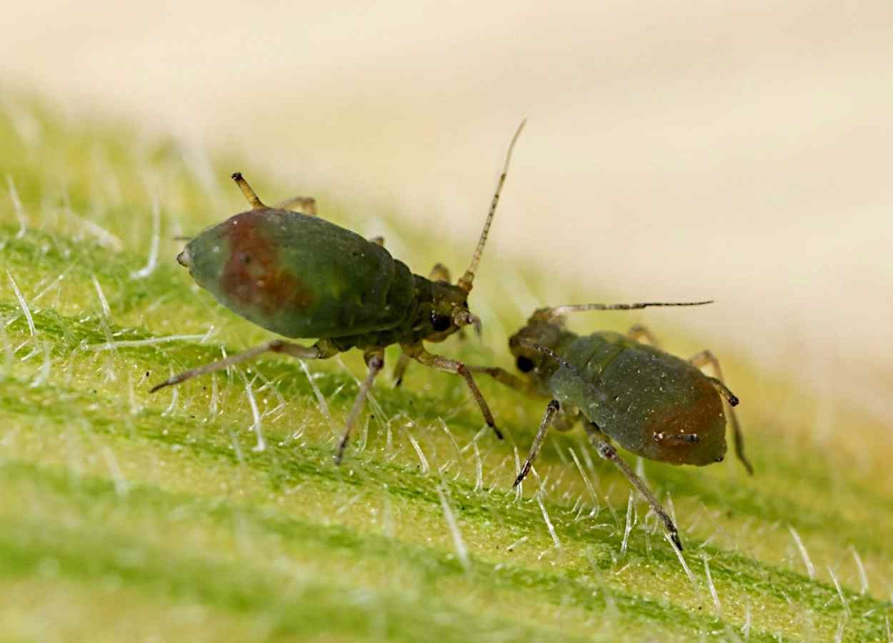 Estudo compara trigo silvestre e cultivado no centro geográfico de domesticação da cultura