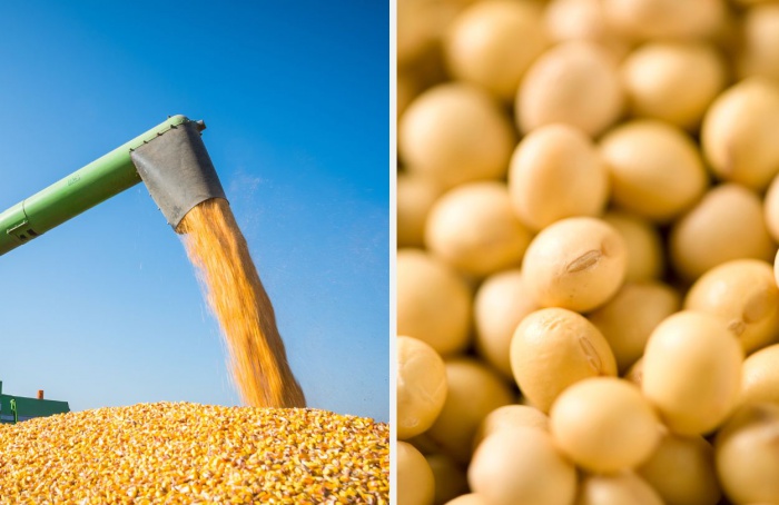 Hedgepoint: safra brasileira de milho tem bom ritmo de colheita e exportação de soja aumenta