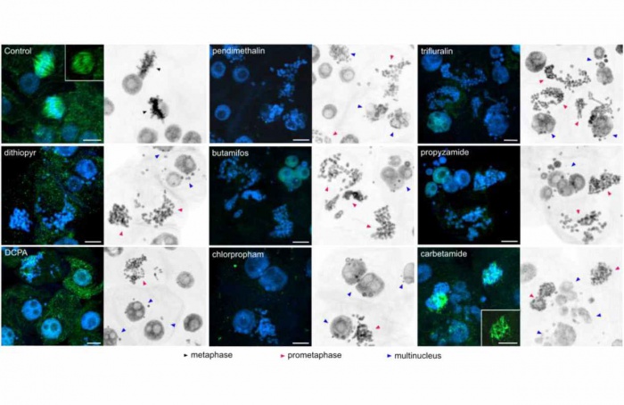 Herbicidas de microtúbulos têm perfis distintos de resistência