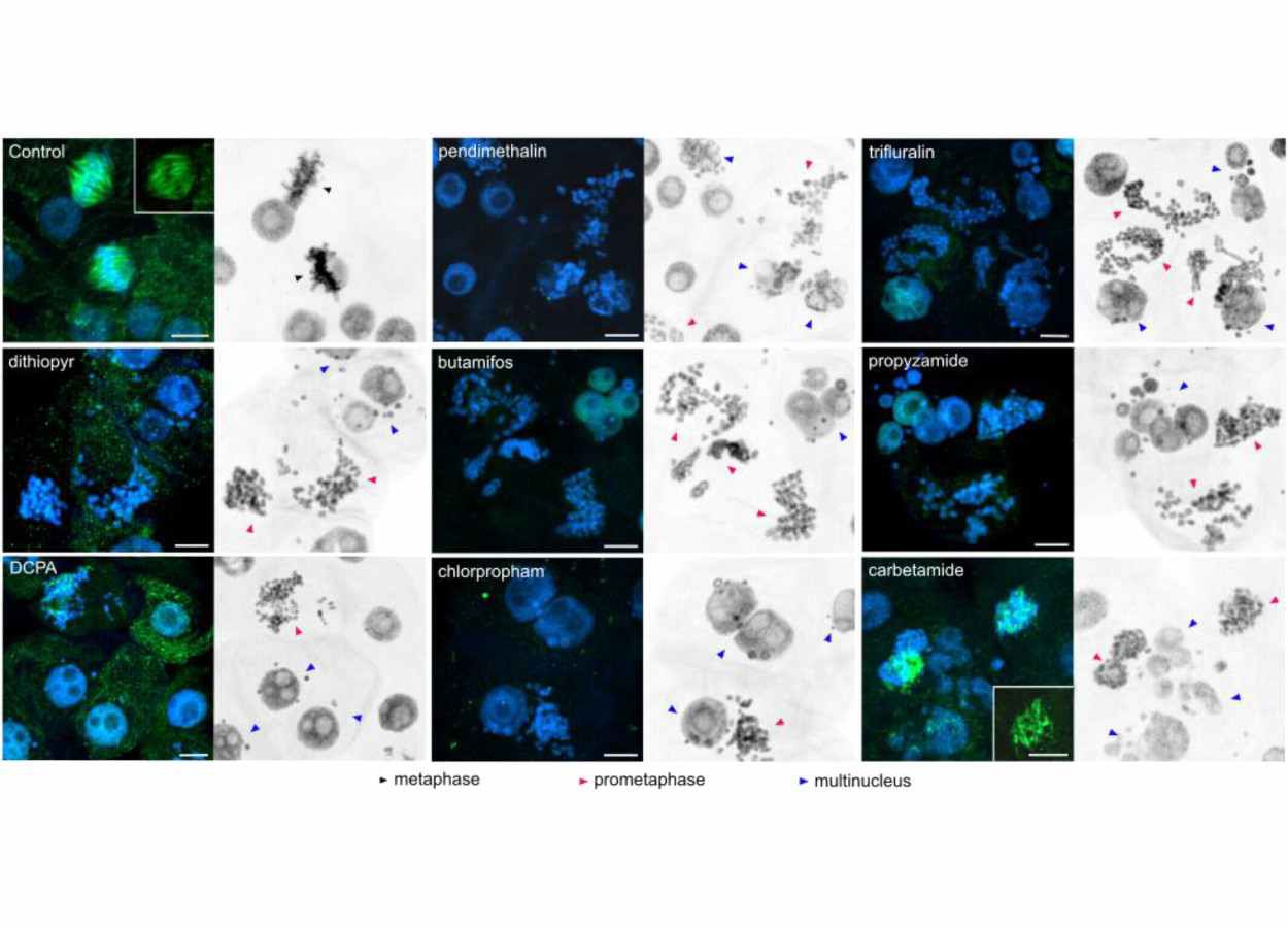 Herbicidas de microtúbulos têm perfis distintos de resistência