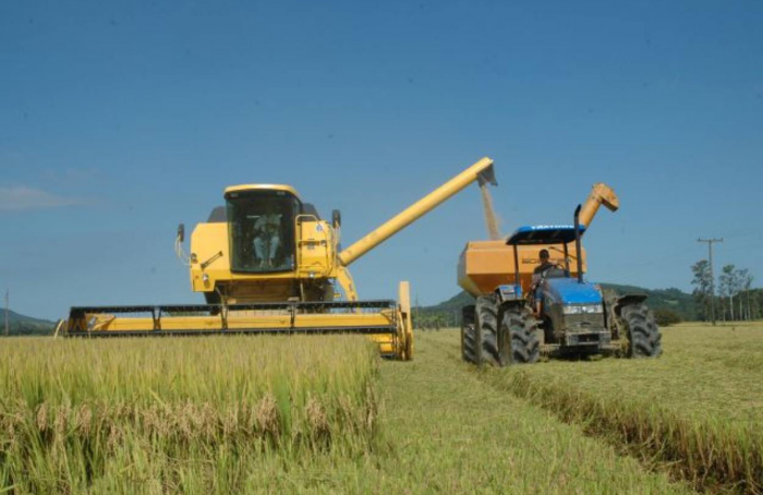 Abertura oficial da colheita do arroz de Santa Catarina acontece nesta quinta-feira (18)
