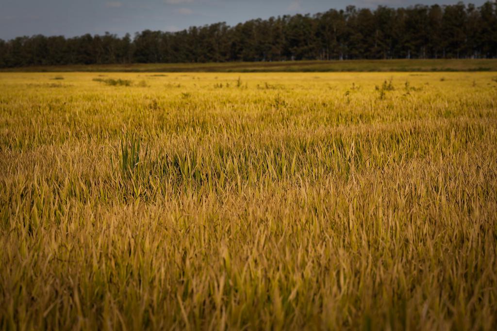 Preços do arroz em casca seguem em forte alta