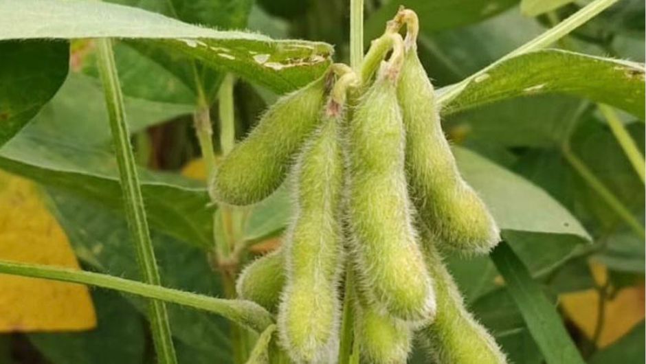 Foto: Cleverson Rodrigues