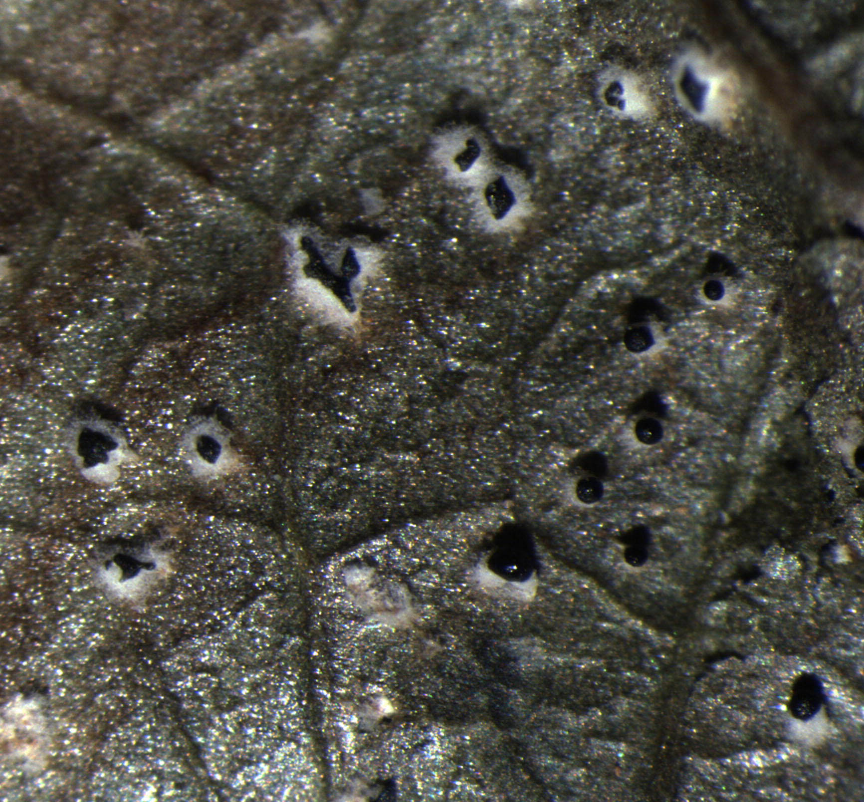Figura 3 - Os esporodóquios formados sob os tecidos da folha são circundados por um micélio branco e encobertos por uma massa negra de esporos.