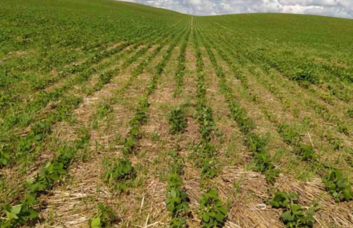 PR Safra 2025/26: chuvas favorecem lavouras do estado