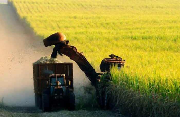 Moagem de cana-de-açúcar no Norte-Nordeste supera 52 milhões de toneladas