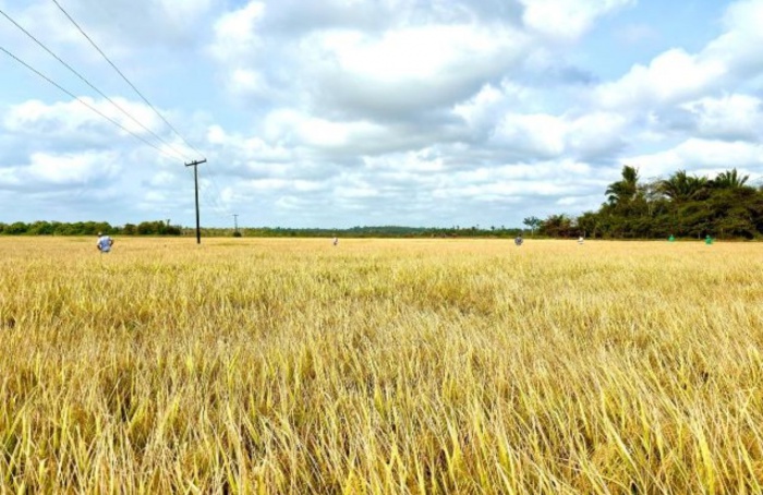 Epagri multiplica no Maranhão as sementes de um novo cultivar de arroz