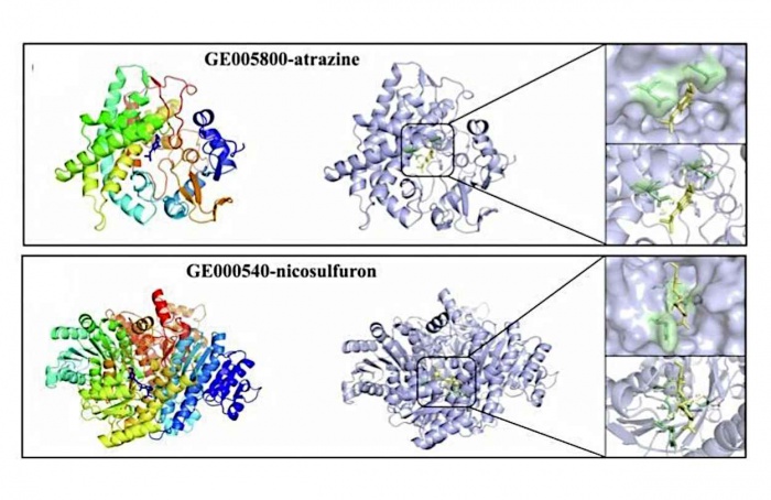 Bactéria degrada atrazina e nicosulfuron no solo