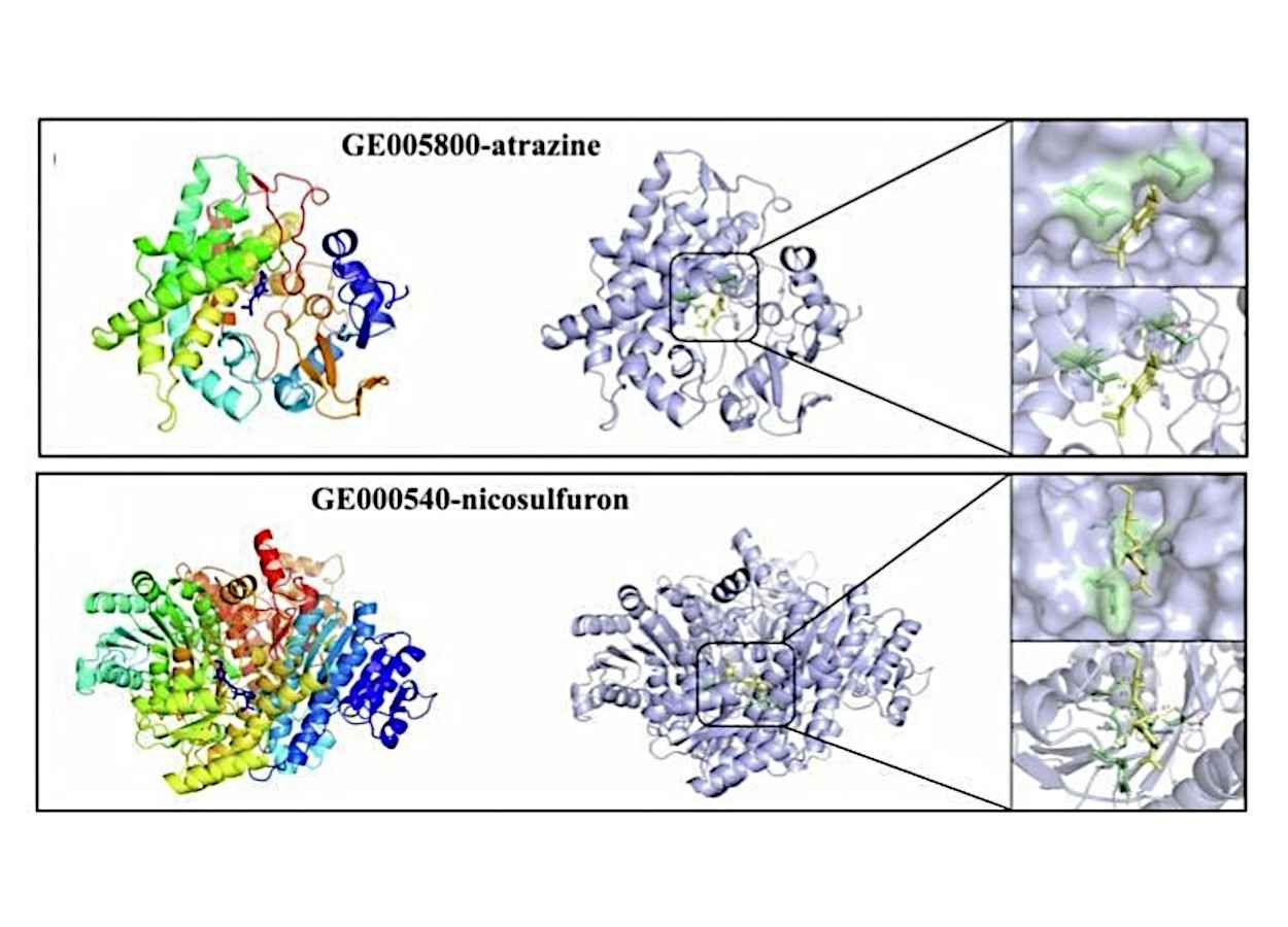 Bactéria degrada atrazina e nicosulfuron no solo