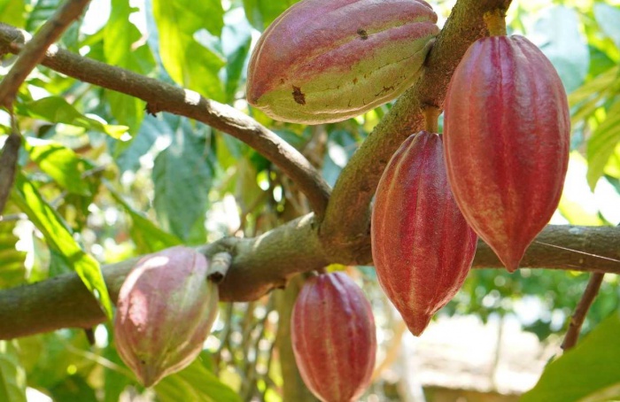 El Niño reforça incertezas no mercado global de cacau