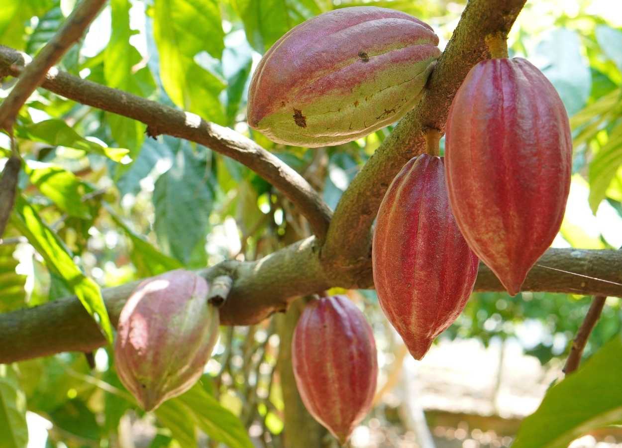El Niño reforça incertezas no mercado global de cacau