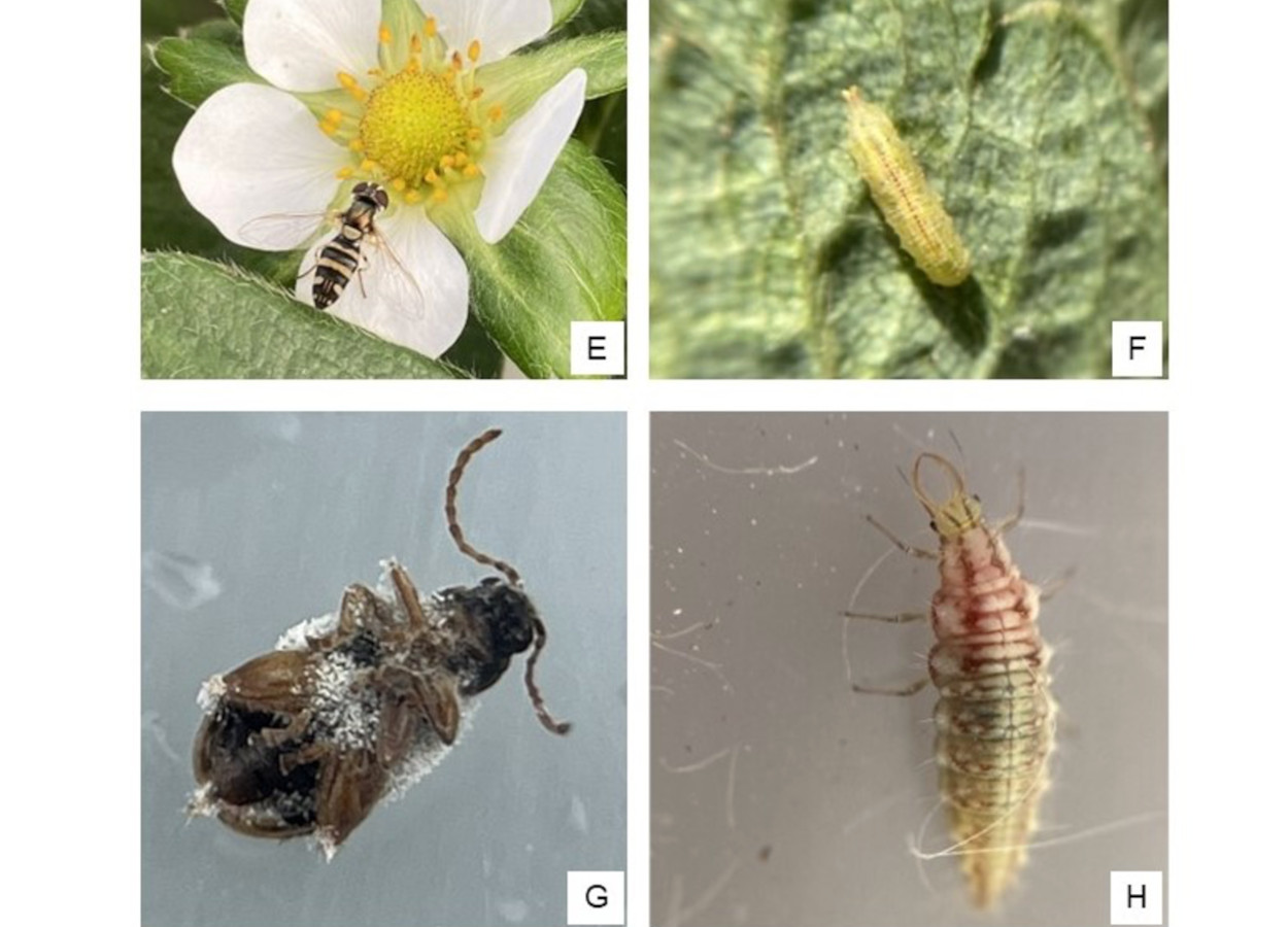Exemplos de organismos benéficos que auxiliam no controle biológico de pragas do morangueiro: adulto de sirfideo (E), larva predadora sirfideo (F), fungo entomopatogênico <i>Beauveria</i> (G), larva predadora crisopideo (H)