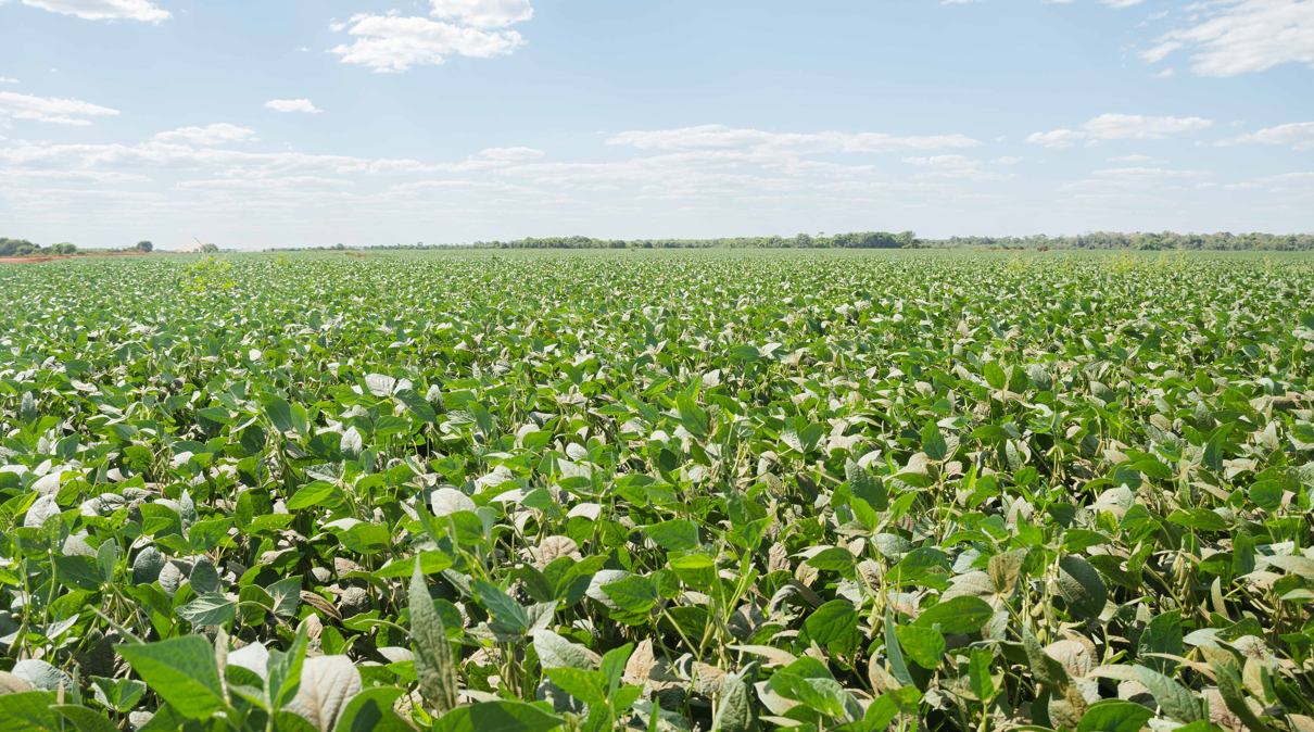 Soybean planting window in the tropical floodplains of Tocantins is extended until June 5